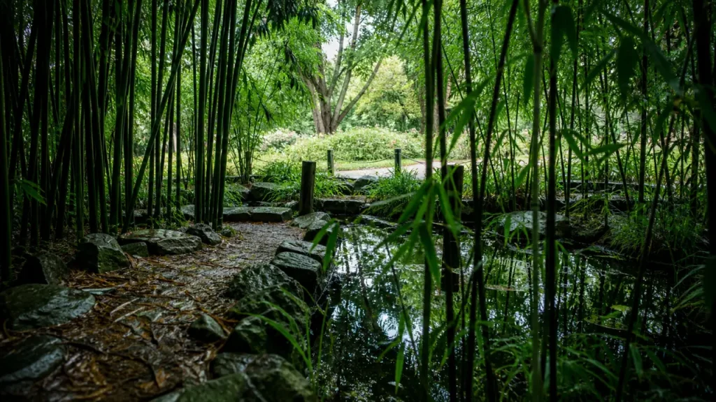 Jardin des plantes saint cyprien : allées dans la bambouseraie, feuilles et bassin