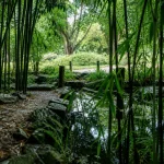 Jardin des plantes saint cyprien : allées dans la bambouseraie, feuilles et bassin