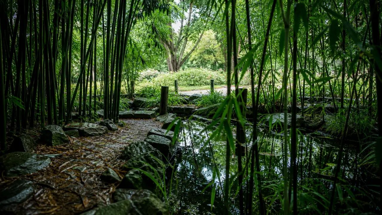 Jardin des plantes saint cyprien : allées dans la bambouseraie, feuilles et bassin